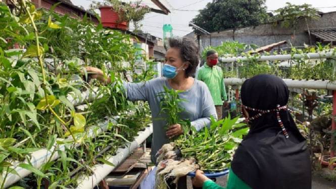 BNPB Dorong Urban Farming untuk Perkuat Ketahanan Pangan Keluarga