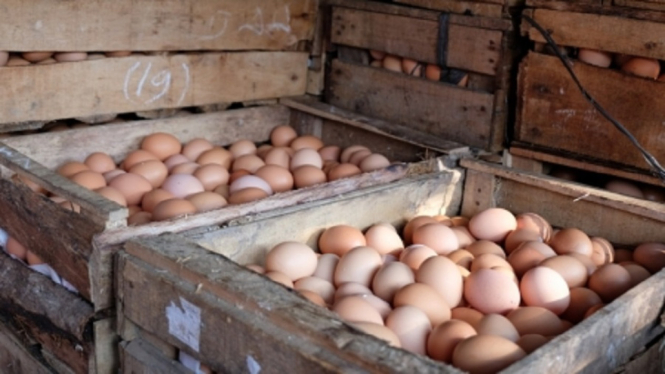 Kementan: Harga Telur Ayam akan Turun Hingga Pertengahan Februari 2021