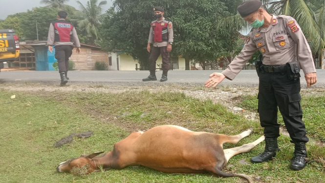 Seekor Sapi Ternak Milik Warga Ditemukan Mati Mendadak di Pinggir Jalan (Foto antvklik-Tarmizi)