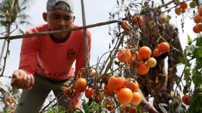 Kecewa Harga Anjlok, Petani Membiarkan Tomat Membusuk