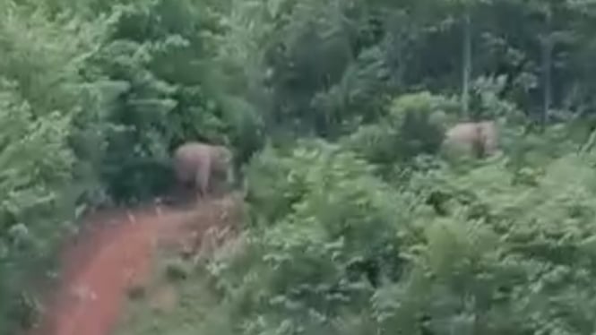 2 Ekor Gajah Liar Berkeliaran di Areal Perkebunan Warga