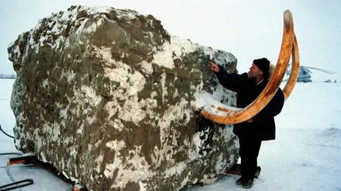 Mammoth jarkov yang terbungkus permafrost seberat 23 ton