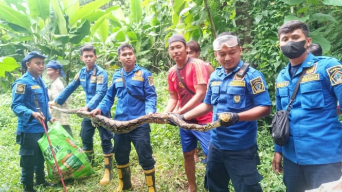 Bikin Resah Warga, Ular Phyton Sepanjang 4 Meter Ditangkap Damkar