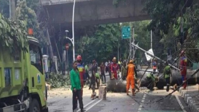 Sejumlah Petugas Mengevakuasi Pohon Tumbang di Jalan Cut Meutia