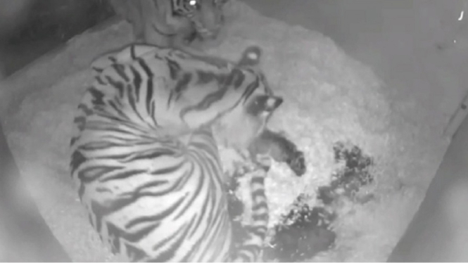 Harimau Sumatera melahirkan bayi kembar terekam CCTV