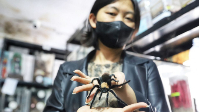 The Ming Cu, Bos Spider Lover Petshop yang Akrab Sama Tarantula
