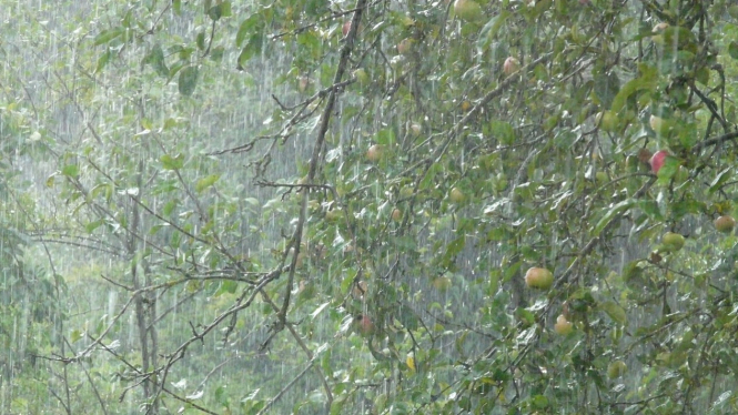 Hujan melanda Lebak, warga diminta waspada angin kencang