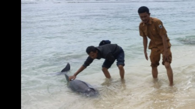Foto warga saat menolong ikan lumba-lumba yang terdampar