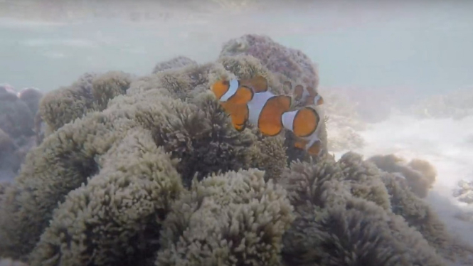 Ikan Nemo di Pulau Gili Labak Sumenep