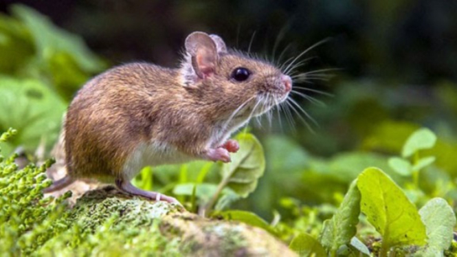 Leptospirosis berasal dari bakteri kencing tikus