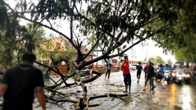 Pohon tumbang akibat angin kencang di Mojokerto