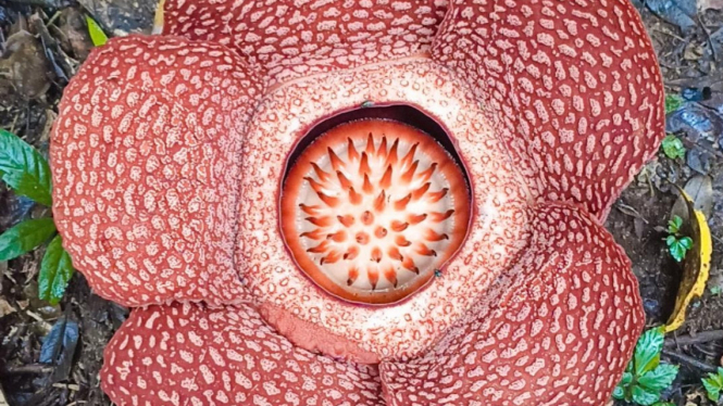 Bunga Rafflesia Arnoldi puspa langka di TNBBS Lampung