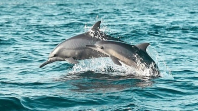 Bermain Bersama Lumba-lumba di Teluk Kiluan
