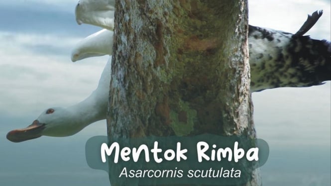 Mentok Rimba (Asarcornis scutulata)