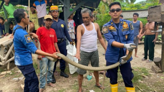 Evakuasi Ular King Kobra 2,5 Meter, Damkar Kota Bandar Lampung