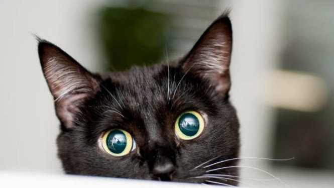 Ini 5 Fakta tentang Kucing Hitam yang Jarang Diketahui