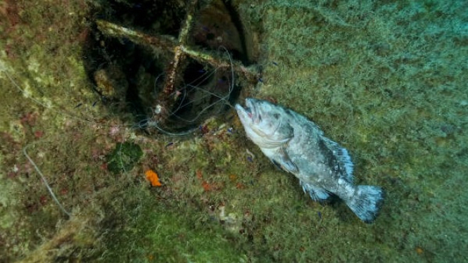 Ilustrasi Ikan Kerapu Mati Akibat Pencemaran Limbah