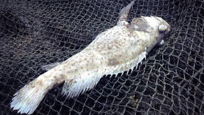 Ilustrasi Ikan Mati Pencemaran Limbah Proyek