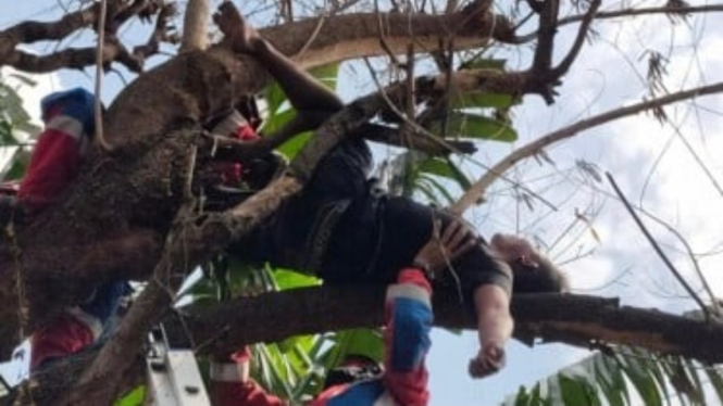 Pria tertidur pulas di atas pohon usai nyabu