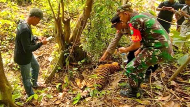 Harimau Sumatera mati diracun petani.