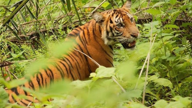 Harimau Sumatera (Ilustrasi)