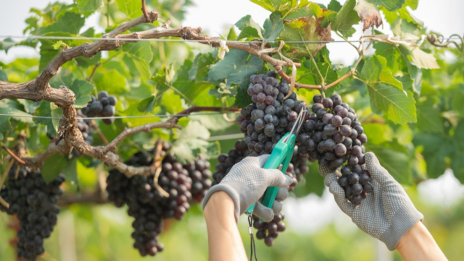 Cara Mengkonsumsi Anggur untuk Penderita Diabetes