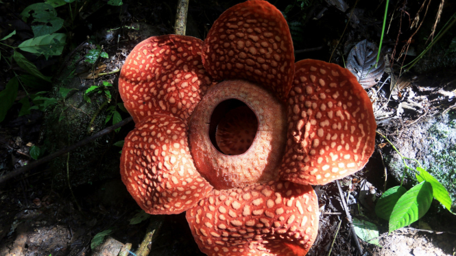 Rafflesia Tuan Mudae. Foto by Andri Mardiansyah