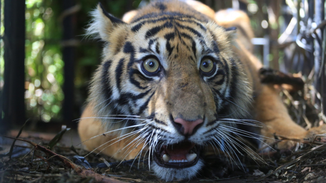 Ilustrasi Harimau Sumatra. Foto/Andri Mardiansyah-Padang Viva