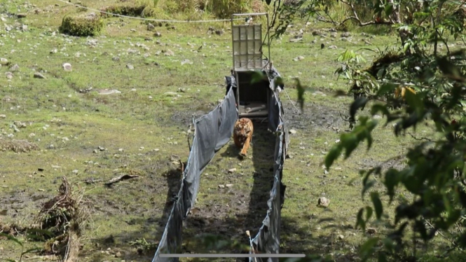 Lepas liar harimau dari desa Nalo Gedang. Sumber Foto/BKSDA Jambi/KLHK