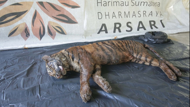 Harimau Puti Maua dalam kondisi mati. Sumber Foto/Doc. PRHSD ARSARI.
