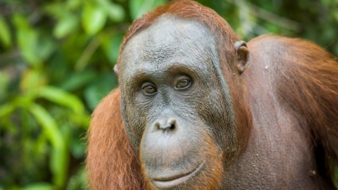 Orangutan Cemong. Foto/Doc KLHK
