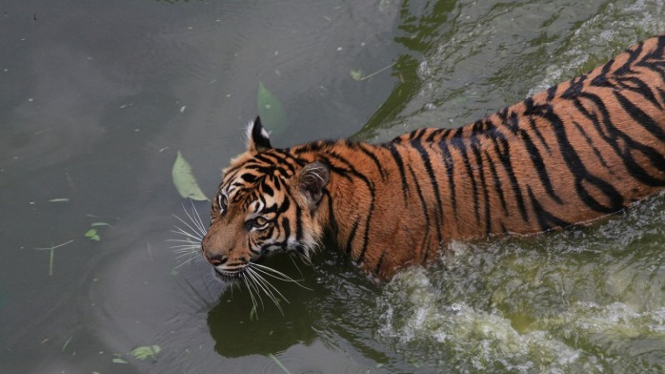 Harimau sumatera (Panthera tigris sumatrae) hewan terancam punah