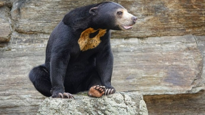 ilustrasi Beruang Madu