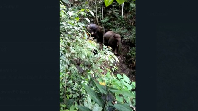 Dua Ekor Gajah Terpantau Masuk Hutan Di Sumbar